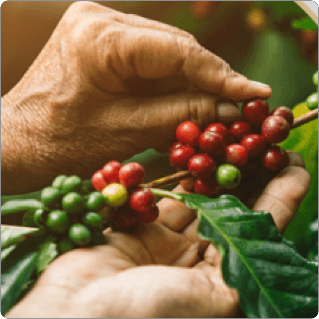 توريد القهوة